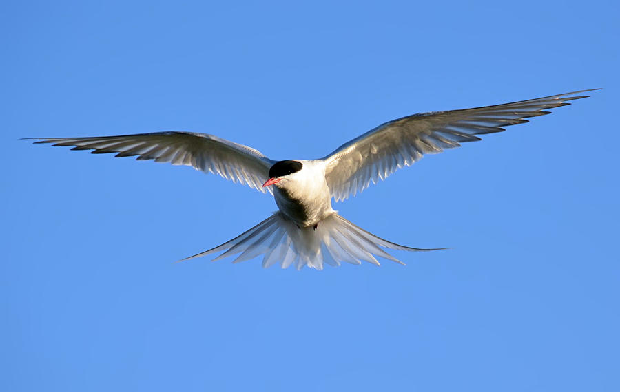 Arctic Tern 03