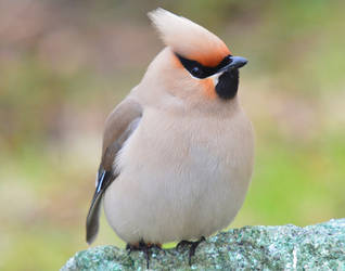 Bohemian Waxwing II by nordfold