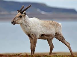 Reindeer 03