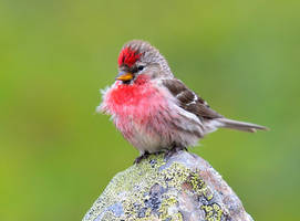 Arctic Redpoll