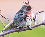 Arctic Redpoll 14 by nordfold