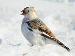 Snow Bunting 03 by nordfold