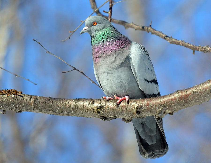 Feral Pigeon