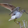 Wood Sandpiper III