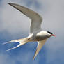 Arctic Tern 05