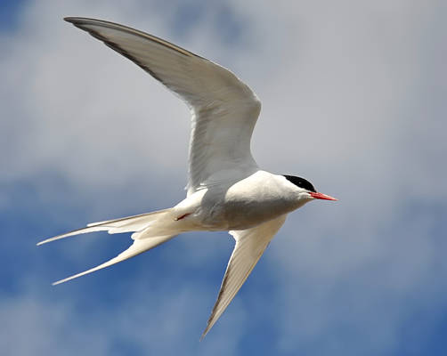 Arctic Tern 05