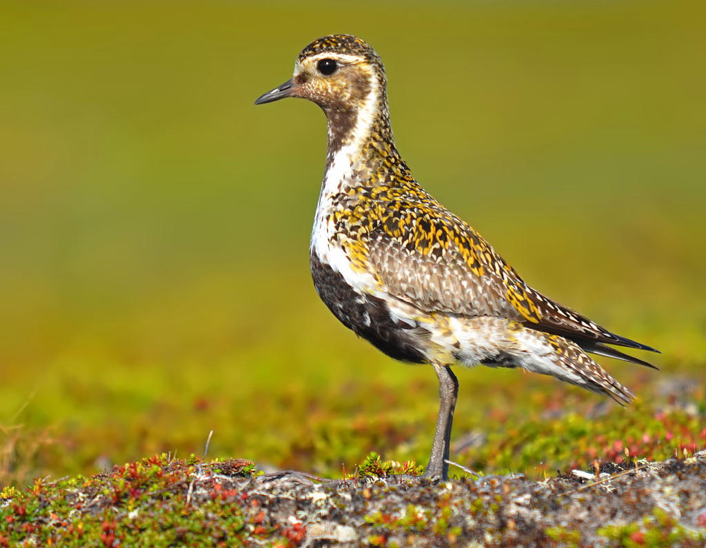 Eurasian Golden Plover 04