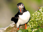 Atlantic Puffin IX by nordfold