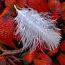 Autumn feather