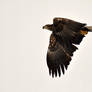 White-tailed Eagle VI