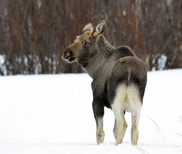 Eurasian elk