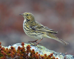 Meadow Pipit II