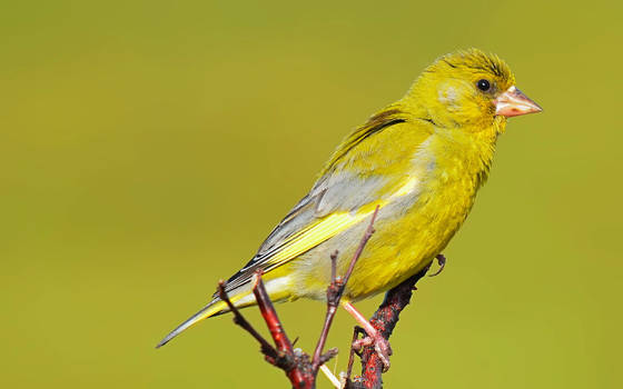 European Greenfinch IV