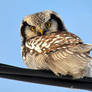 Northern Hawk-Owls