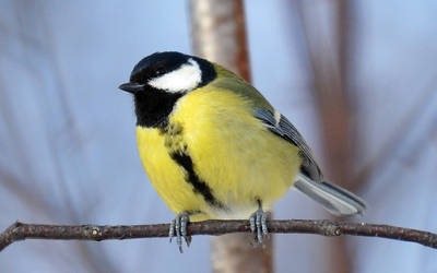 Great Tit VIII