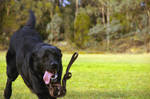 Running Dog by PlanksAndSticks