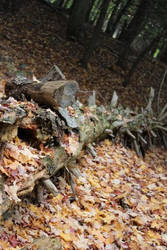 Fallen Tree