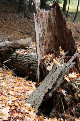 Tree Stump