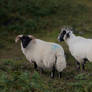 Scottish Highland Sheep