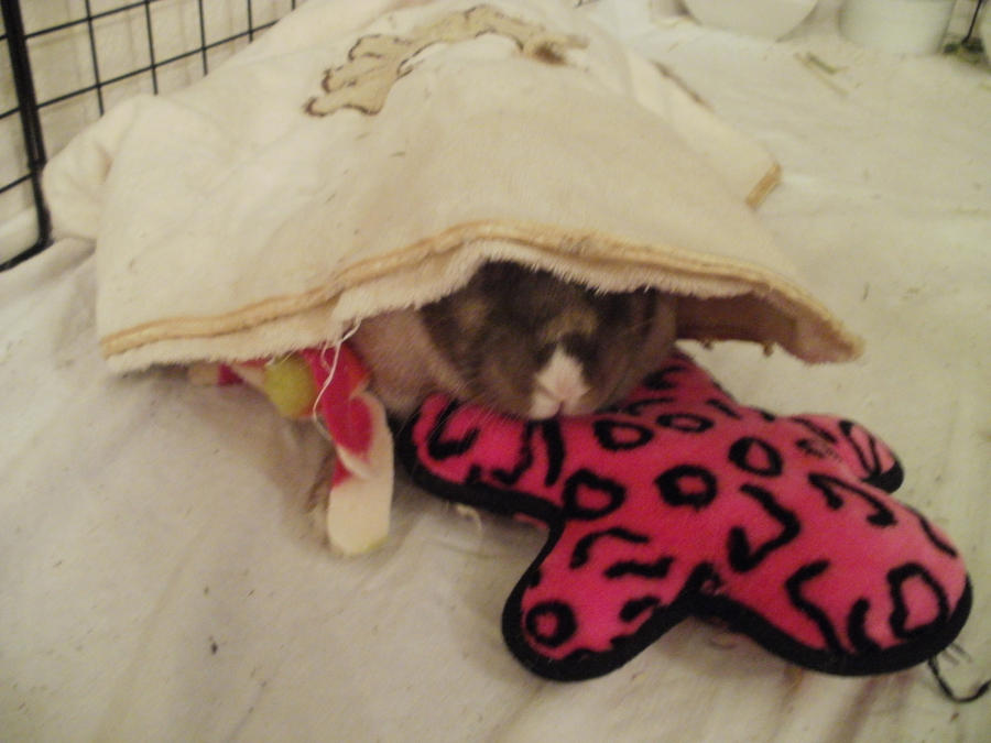 Rock-a-Bye Bunny by theWeaverofTales on DeviantArt