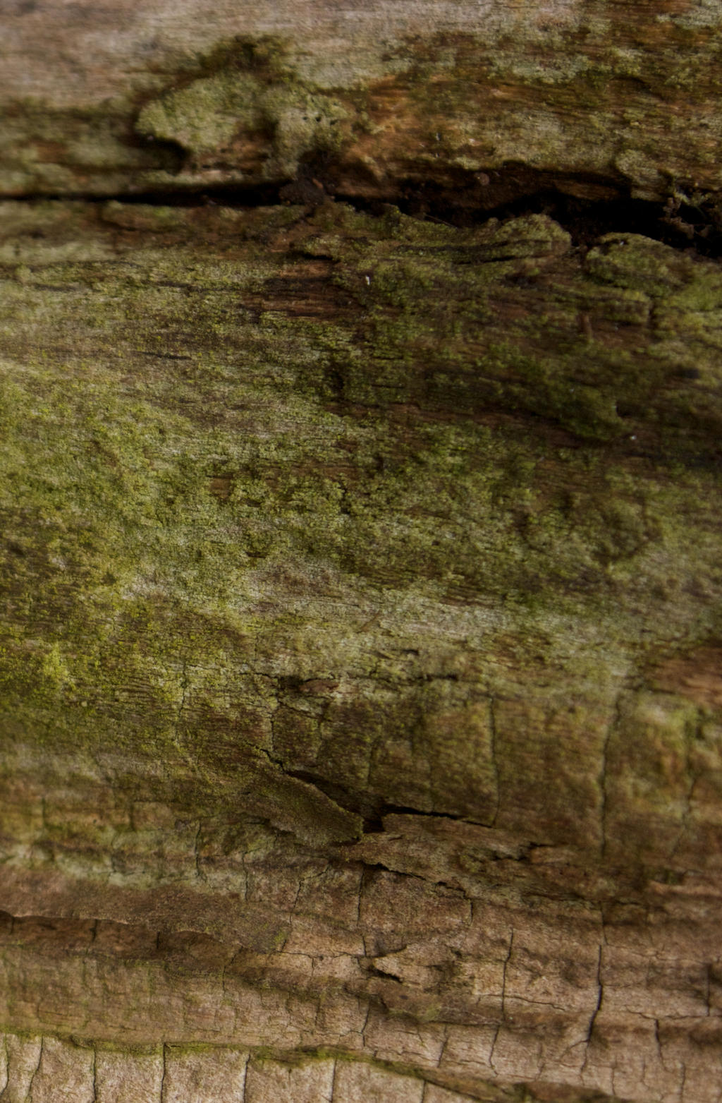 mossy wood 2