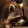 raccoon 1