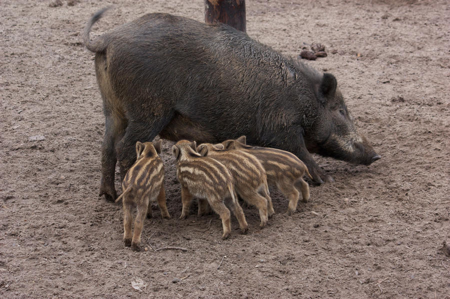 piglets and mom