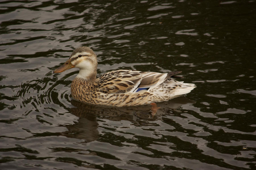 mallard hen