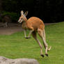 kangaroo motion study 6