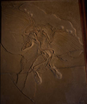 Archaeopteryx