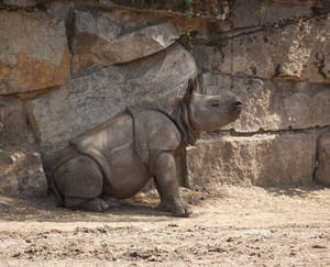 indian rhino 3