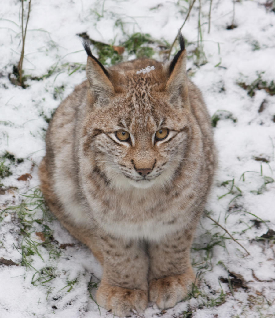 lynx