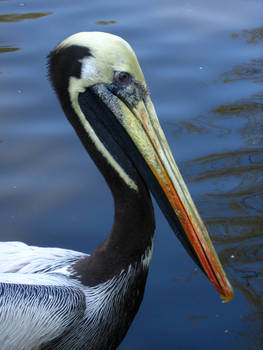 Pelican Portrait