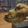 cave bear