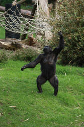 Gorilla throwing 2