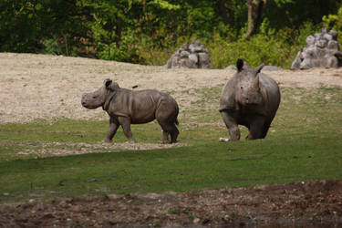 Baby Rhino walking