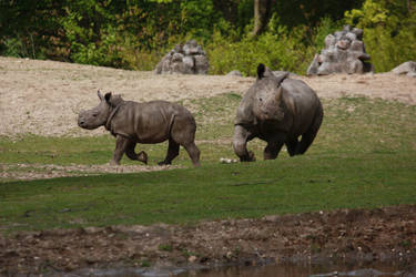 Baby rhino walking 2