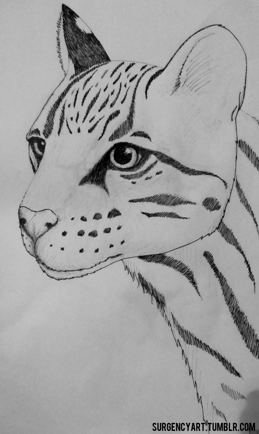 wallpapers How To Draw An Ocelot Step By Step ocelot sketch by surgencyart on deviantart