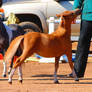 Mini Horse Show2