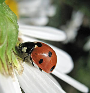 ladybug 2