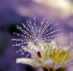 dandelion 15 by hugara