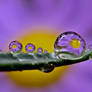 drops and daisy  58