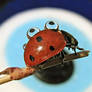 ladybug and drops 1812