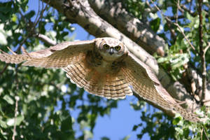 Great horned owl in flight