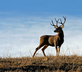 Mule deer buck 2