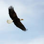 bald eagle in flight 3