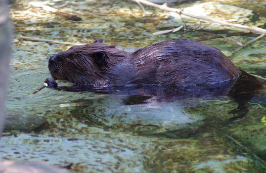 Beaver