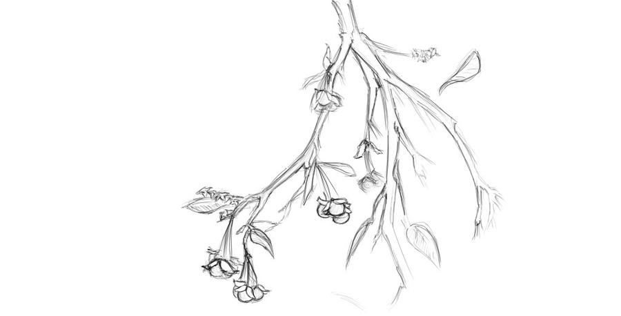 Berry Tree Drawing wild berry tree by gracothemighty on DeviantArt