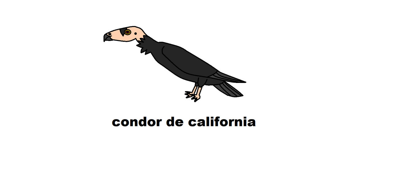 California Condor Animation California condor by pseudodibujosfeos on DeviantArt