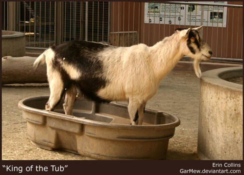 King of the Tub